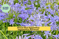 African Blue Agapanthus Live Plant – 6–8 Inches Tall, Hardy Perennial Flower, Blue Lily of the Nile, Agapanthus africanus