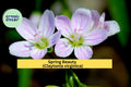 Spring Beauty Seeds – Claytonia virginica – 10 Native Woodland Wildflower Seeds for Shade Gardens & Early Spring Blooms