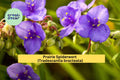 Prairie Spiderwort Seeds – 150 Pack – Tradescantia bracteata – Native Perennial Wildflower for Prairie & Pollinator Gardens