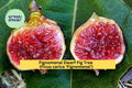 Fignomenal Dwarf Fig Tree – Ficus carica ‘Fignomenal’ – Live Starter Plant or Bare Root Fruit Tree for Patio or Garden