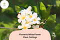 White Plumeria Cuttings – 3 Live 6-Inch Frangipani Tropical Flowering Plants, Plumeria rubra for Garden & Patio