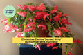 Live Christmas Cactus ‘Sunset Strip’ Starter Plant – Schlumbergera truncata with Vibrant Orange-Pink Blooms