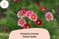 200+ Antiquity Cosmos Seeds | Cosmos bipinnatus ‘Antiquity’ Heirloom Flower Seeds for Garden, Cut Flowers & Pollinator Gardens