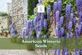 10 American Wisteria Seeds Wisteria frutescens Native Non-Invasive Vine Purple Bloom Pollinator-Friendly