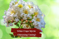 White Bloom Crape Myrtle Cuttings – Lagerstroemia indica Propagation Unrooted Hardwood & Semi-Hardwood