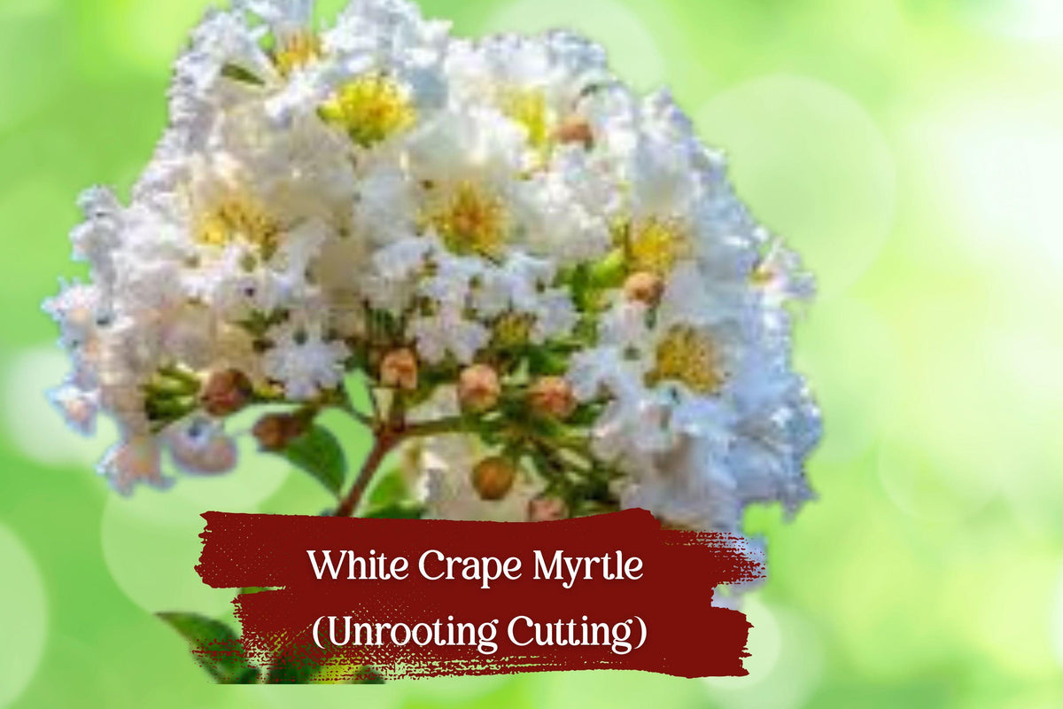 White Bloom Crape Myrtle Cuttings – Lagerstroemia indica Propagation Unrooted Hardwood & Semi-Hardwood