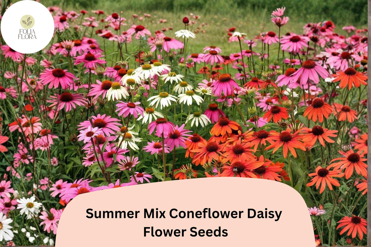 Summer Mix Coneflower Seeds | Echinacea purpurea Perennial Flower Seeds for Garden, Borders & Wildflower Meadows
