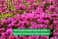 50 Purple Carpet Sedum Seeds – Spurium Coccineum Groundcover, Drought Tolerant Succulent, Perennial Flower for Rock Gardens & Borders
