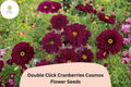 Cranberry Red Cosmos Seeds | Double Click Bipinnatus Flower Annual for Pollinator Gardens & Cut Flowers