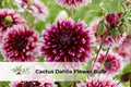 Alauna Clair Obscur Dahlia Tuber – Purple & White Cactus Flower Bulb for Borders, Containers & Cut Flowers