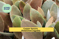 Succulent Cutting - Copper Spoons (Kalanchoe orgyalis) - Fuzzy Bronze Leaves, Indoor Plant, Easy Care, Live 7" Plant