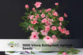 Vinca Seeds 1000 Sunsplash Apricot Catharanthus roseus Annual Bedding Flowers for Borders, Pots & Landscaping