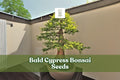 Bald Cypress Bonsai Seeds, Ornamental Conifer, Taxodium distichum, Hardy, Wet/Dry Soil Tolerance, 10 Seeds