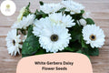 200+ White Gerbera Daisy Seeds | Gerbera jamesonii Tender Perennial for Gardens, Pots & Cut Flowers