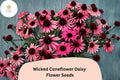 200+ Echinacea purpurea Seeds | Dark Bloom Mix | Pollinator-Friendly Coneflower Daisy Seeds for Garden, Borders & Cut Flowers