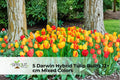 Darwin Hybrid Tulip Bulbs Set of 5 | Mixed Colors | Spring Flowering Perennial Bulbs | Tulipa (Darwin Hybrid)