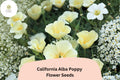 California Alba Poppy Seeds | White Wildflower | Drought-Tolerant Eschscholzia californica for Gardens & Containers