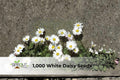 White Daisy Seeds for Planting, Shasta Daisy Perennial Flowers, Easy to Grow, Ornamental Garden Seeds, Bright White Blooms