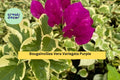 Vera Variegata Purple Bougainvillea Live Starter Plant – Tropical Flower Vine with Variegated Foliage and Purple Bracts