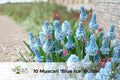 10 Blue Ice Muscari Bulbs – Fragrant Spring Grape Hyacinth Bulbs, Muscari armeniacum ‘Blue Ice’ for Borders & Containers