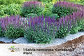 Dark Purple Sage Plant | Salvia nemorosa ‘Caradonna’ Perennial in 2.5" Pot | Purple Flowering Herb for Borders & Containers