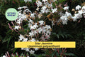 Star Jasmine Live Plant – Well-Rooted Climbing Vine with Fragrant White Blooms – Jasminum polyanthum for Garden or Patio
