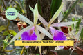 Brassocattleya ‘Nok Noi’ Orchid Plant – 4” Blooming Size Fragrant White & Pink Hybrid Orchid for Indoor or Greenhouse