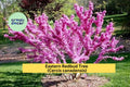 Eastern Redbud Trees 2 Ft Live Starter Plants Pink Purple Spring Blooms Cercis canadensis