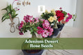 Adenium Desert Rose Seeds - 10 Mixed Double Petal Flower Seeds (Adenium obesum) - Ornamental Bonsai for Indoor/Outdoor Use