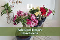 Adenium Desert Rose Seeds - 10 Mixed Double Petal Bonsai Flower Seeds - Ornamental Succulent, Drought Tolerant, Adenium obesum