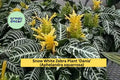 Snow White Zebra Plant ‘Dania’ Aphelandra squarrosa – Live Rooted Starter with White-Veined Tropical Foliage