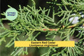 Eastern Red Cedar Sapling – Bare-Root 8–12 Inches – Evergreen Privacy & Windbreak Tree – Juniperus virginiana