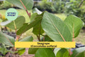 Seagrape Live Tropical Plant in 6-Inch Pot – Coastal Shrub or Small Tree with Green Leaves & Grape-Like Fruit – Coccoloba uvifera