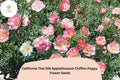 California Thai Silk Appleblossom Chiffon Poppy Seeds – Eschscholzia californica, Pink, Peach, Cream, Wildflower, Pollinator-Friendly
