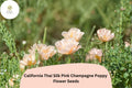 200+ California Thai Silk Pink Champagne Poppy Seeds – Wildflower Garden, Soft Pastel Blush Pink & Ivory, Eschscholzia californica