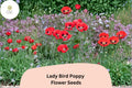 Lady Bird Poppy Seeds – Scarlet Red with Black Centers, Annual Flower, Papaver commutatum, Pollinator Friendly