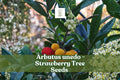 50+ Strawberry Tree Seeds | Arbutus unedo | Non-GMO Evergreen Shrub with Edible Red Fruit | Hardy Garden Plant
