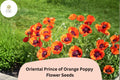 Prince of Orange Poppy Seeds, Perennial Flower, Bright Orange, Papaver orientale, Attracts Bees & Butterflies
