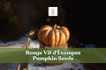 Rouge Vif d'Étampes Pumpkin Seeds, Heirloom French Cinderella Pumpkin, Cucurbita maxima, Decorative & Edible, 10 Seeds
