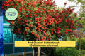 Red Cluster Bottlebrush Live Rooted Plant – Bright Red Blooms, Evergreen Shrub, Callistemon citrinus