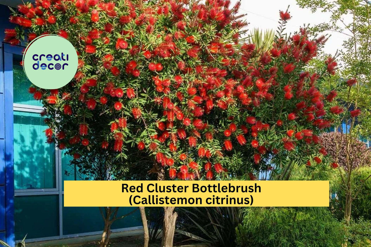 Red Cluster Bottlebrush Live Rooted Plant – Bright Red Blooms, Evergreen Shrub, Callistemon citrinus