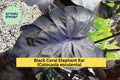 Black Coral Elephant Ear Plant | Live Rooted Starter | Colocasia esculenta 'Black Coral' | Tropical Perennial for Garden & Patio