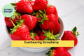Everbearing Strawberry Roots 5 Pack – Fragaria × ananassa – Sweet Fruit, Multiple Harvests, Bare Root Plants for Garden & Containers