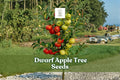 Dwarf Apple Tree Seeds - Fruit-Bearing Bonsai - Malus domestica - Miniature Indoor & Patio Tree Seeds