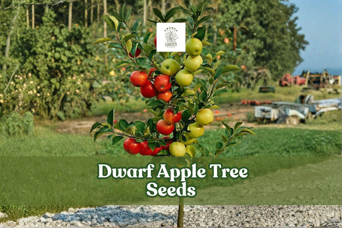 Dwarf Apple Tree Seeds - Fruit-Bearing Bonsai - Malus domestica - Miniature Indoor & Patio Tree Seeds