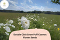 Double Click Snow Puff Cosmos Seeds | White Flower Annuals | Cosmos bipinnatus ‘Double Click Snow Puff’