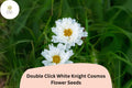 Double Click White Knight Cosmos Seeds | Fully Double White Blooms | Cosmos bipinnatus Annual Flower for Garden & Cut Flowers