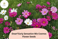 Dwarf Cosmos Seeds | Early Sensation Mix Pink White Rose Blooms | Cosmos bipinnatus ‘Dwarf Early Sensation Mix’