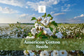 American Cotton Seeds Gossypium hirsutum - Easy Grow Decorative Educational Fiber Plant, 50 Seeds