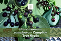 Camphor Tree Seeds, Cinnamomum camphora, Evergreen Fragrant Shade Tree, Bonsai & Landscaping Seeds, 10 Pack